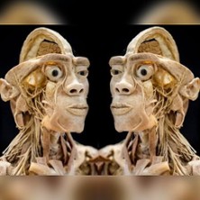 Ausstellung ECHTE KÖRPER 02.11.2025 Grüne Halle