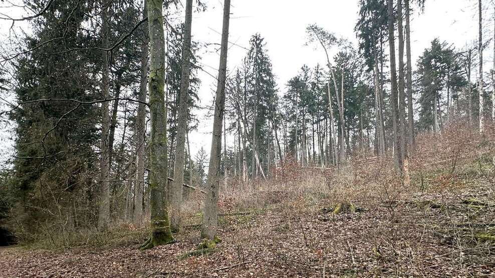 Grundstück in Weigendorf 58.000 € 24810 m²