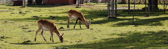 Wildpark Hundshaupten Fränkische Schweiz