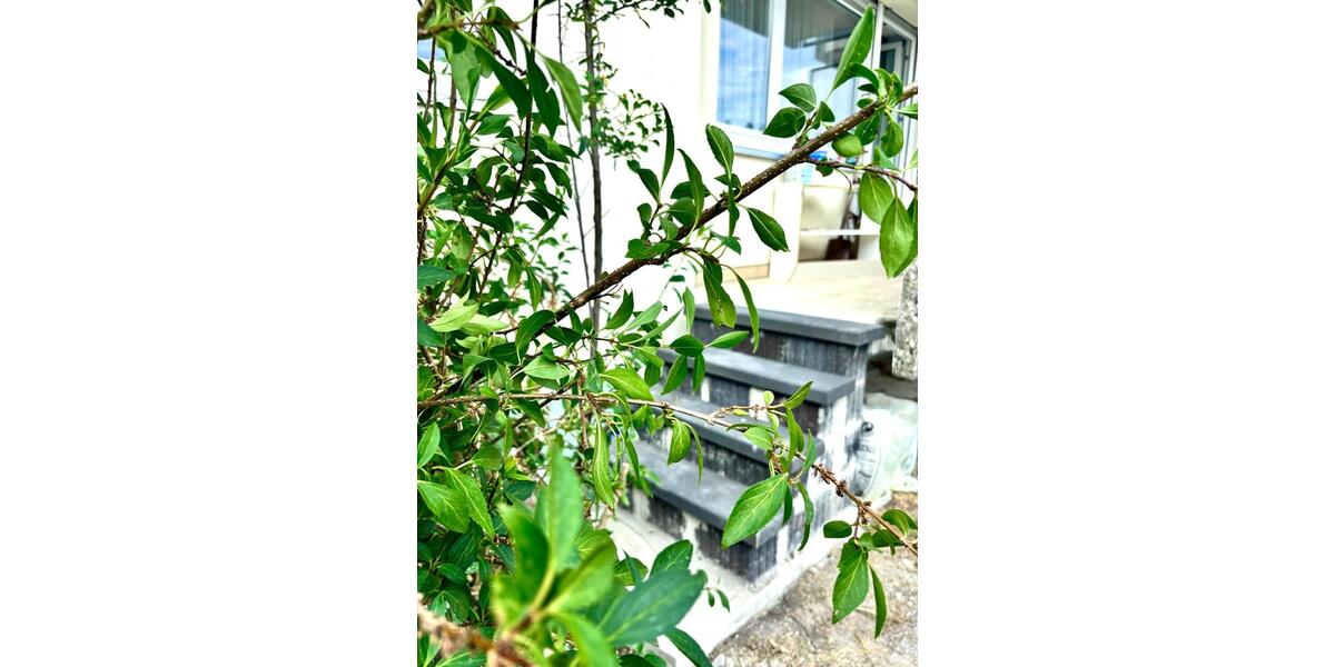 3-Zi.-Gartenwohnung: Renoviert, teilmöbliert, EBK, Balkon, Stpl. 3 zimmer