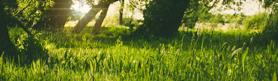 Wildpark Hundshaupten Natur