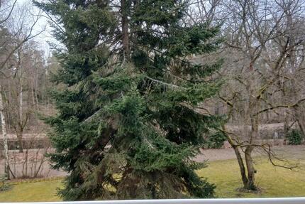 Wohnung Nürnberg Falkenheim - 3 Zimmer, 77 m&sup2;, 1.000&euro; | Angebot:25784375