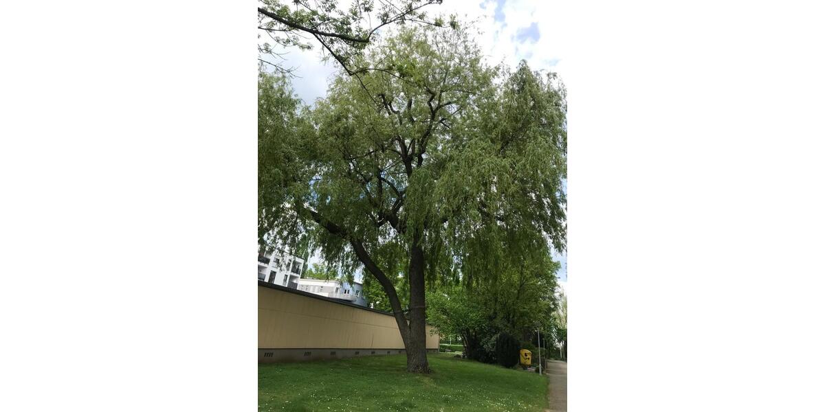 Mehrfamilienhaus, Wohnhaus Nürnberg Erlenstegen - 3 Zimmer, 77 m&sup2;, 270.000&euro; | Angebot:27226591