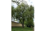 Mehrfamilienhaus, Wohnhaus Nürnberg Erlenstegen - 3 Zimmer, 77 m&sup2;, 270.000&euro; | Angebot:27226591